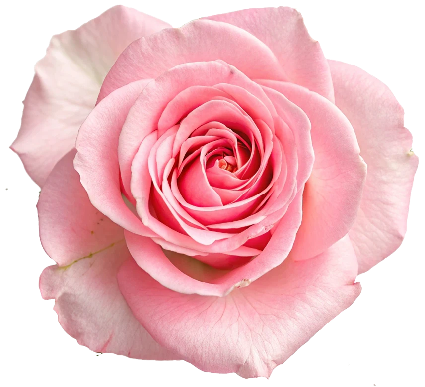 Pink of Tampa