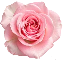 Pink of Tampa